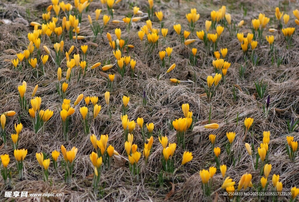 春日绽放的黄色番红花