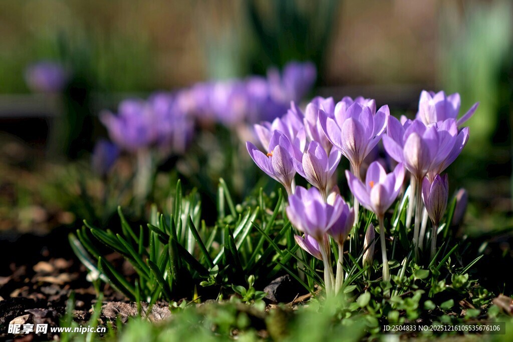 紫色番红花绽放于草地