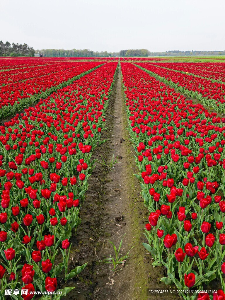 红色花海田园风光美景