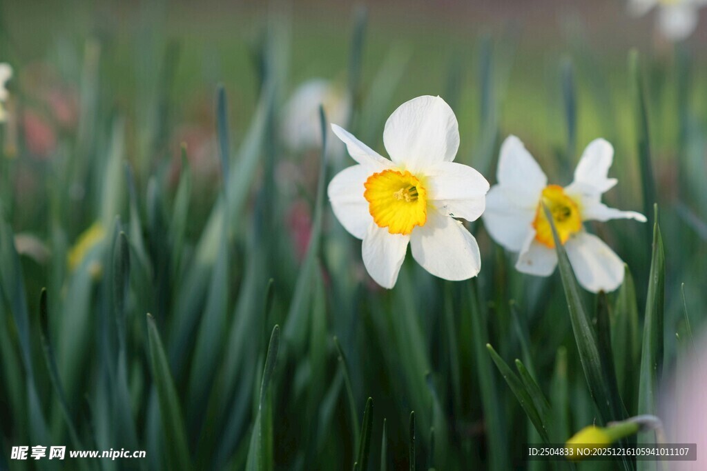 清新绽放的白色水仙花