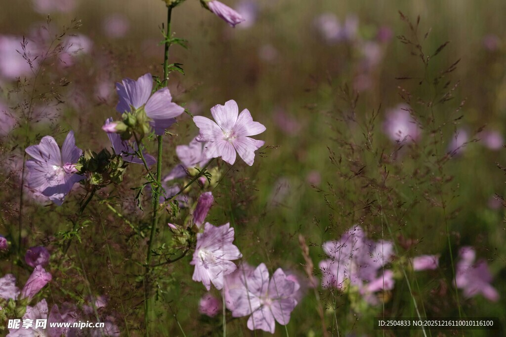 紫色小花绽放于草丛中