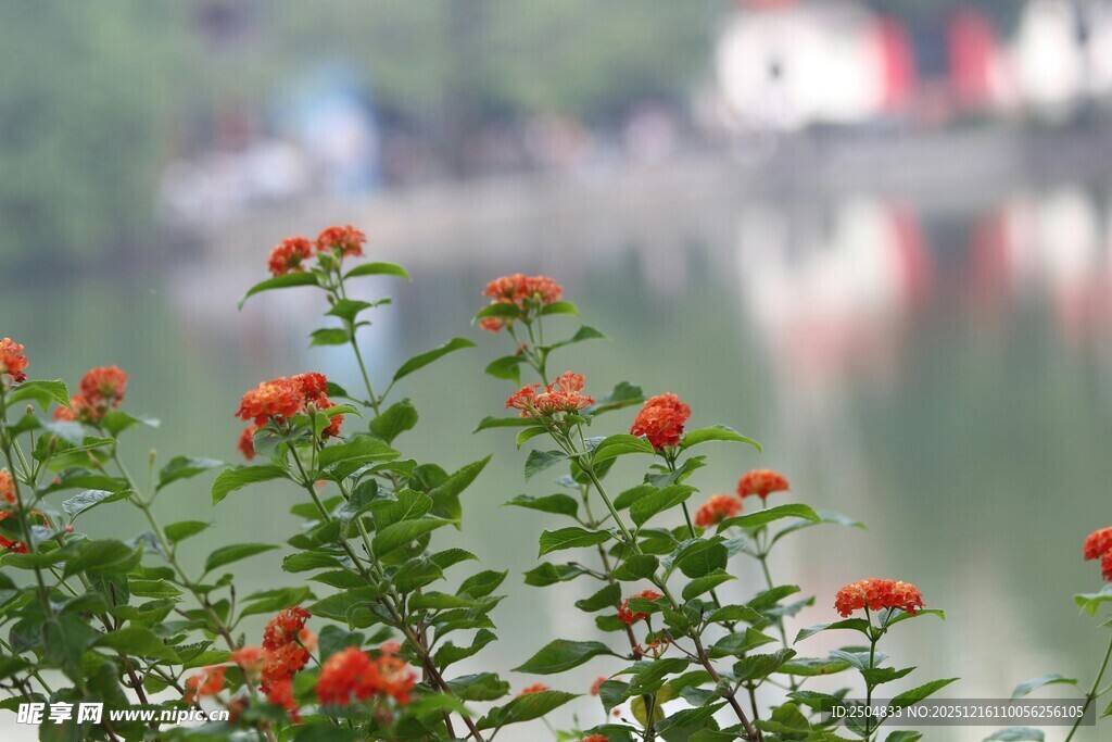 湖畔绽放的鲜艳小红花