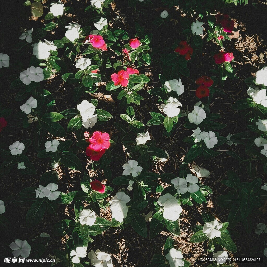 多彩花卉绽放绿意间