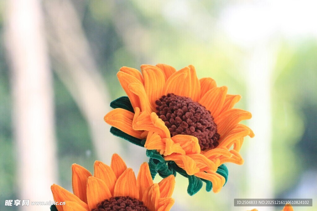 两朵明艳向日葵特写