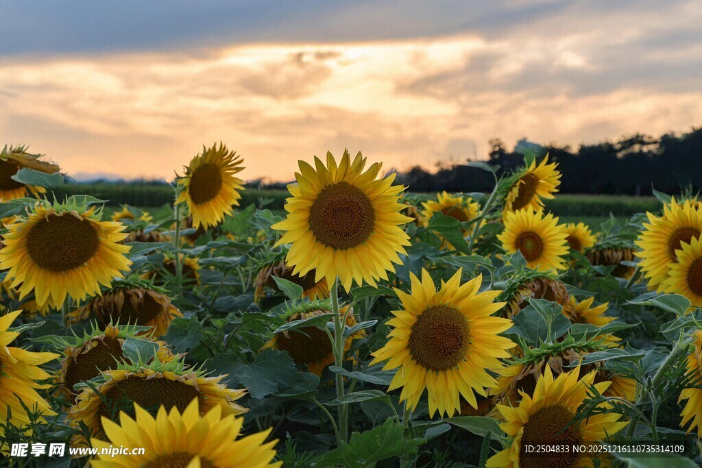 夕阳下的向日葵花海