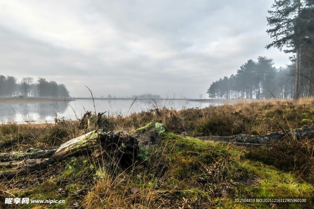 雾中湖畔草地与枯木景观