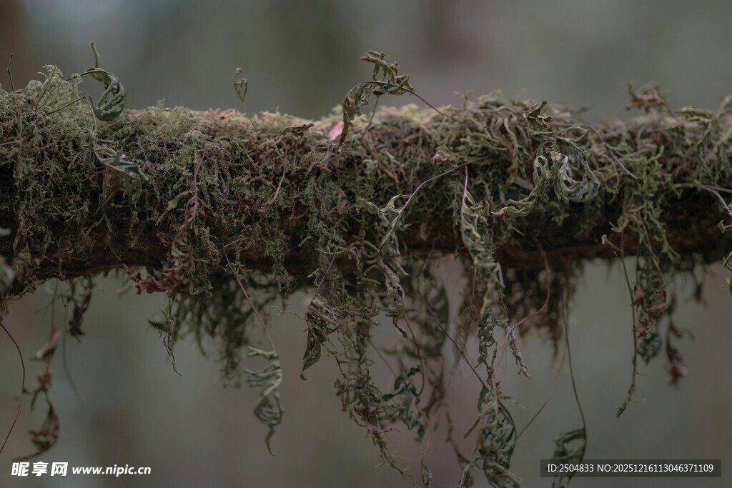 长满苔藓的树枝特写