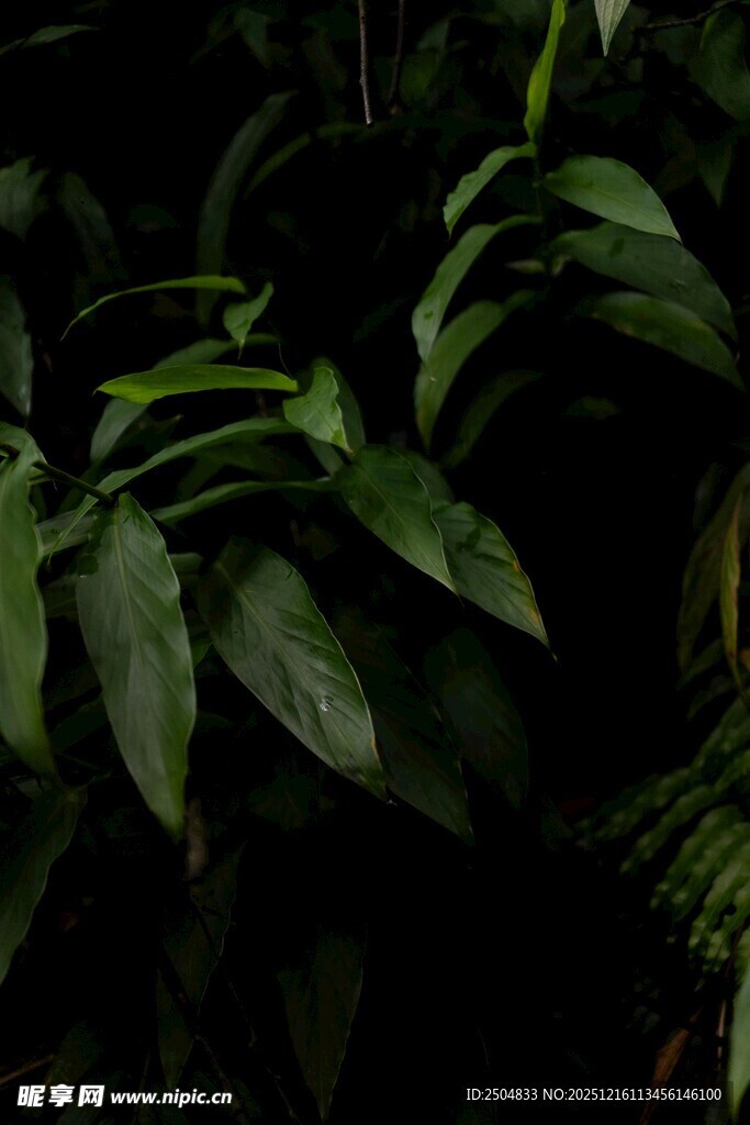 翠绿叶片的植物特写