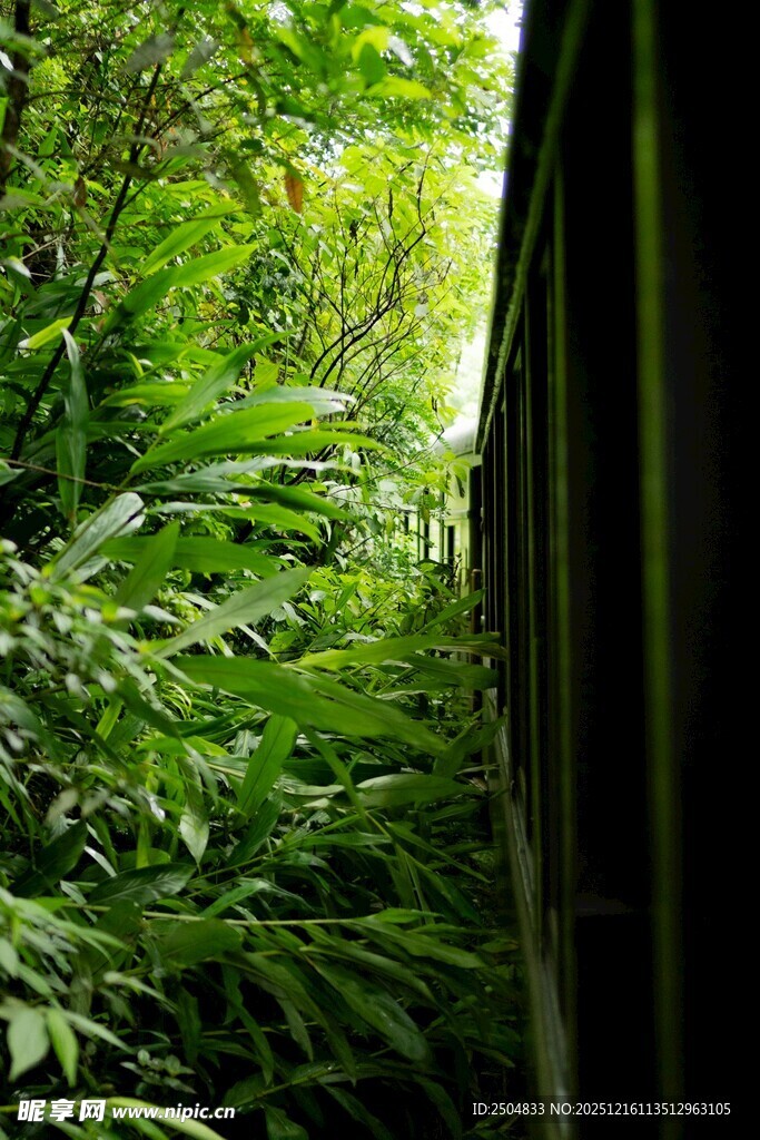 林间木栏旁的繁茂绿植