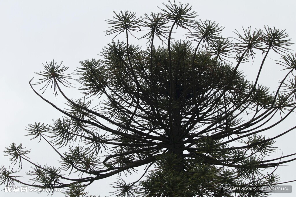 高耸的龙舌兰树