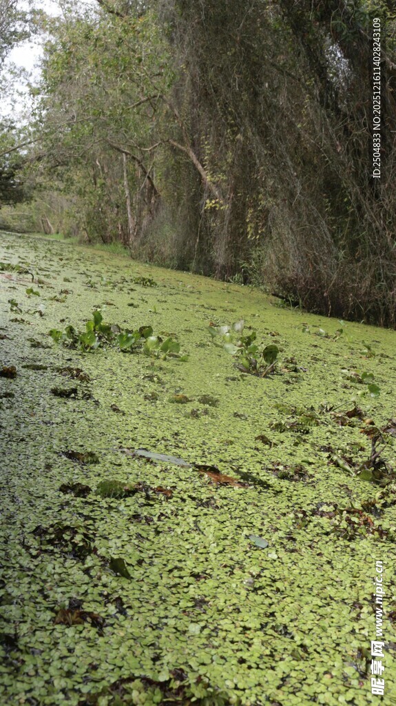 长满浮萍的水域景观