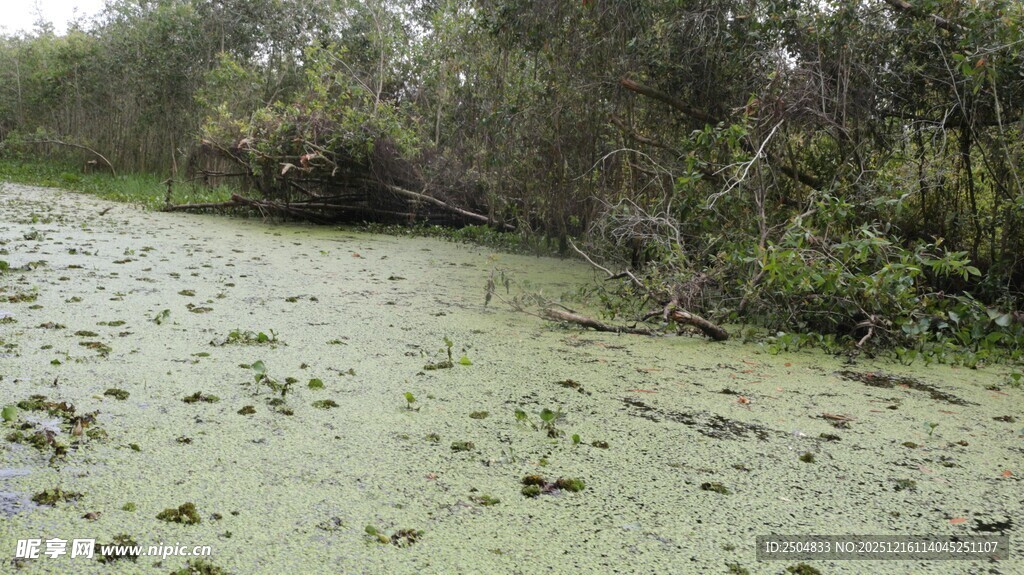 长满浮萍的静谧水域