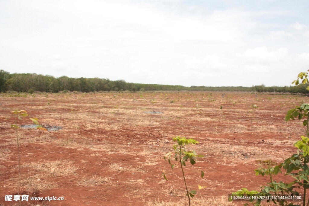 红土地景观 绿意点缀