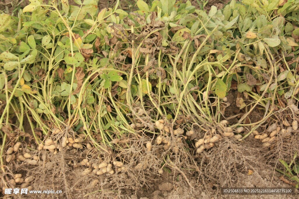 草莓植株根部特写