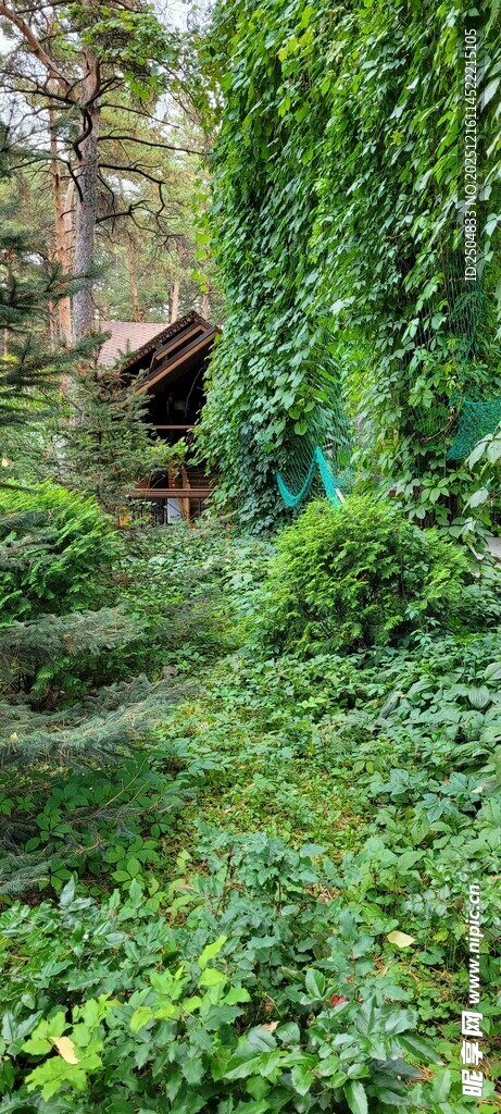 繁茂绿植环绕的隐秘角落