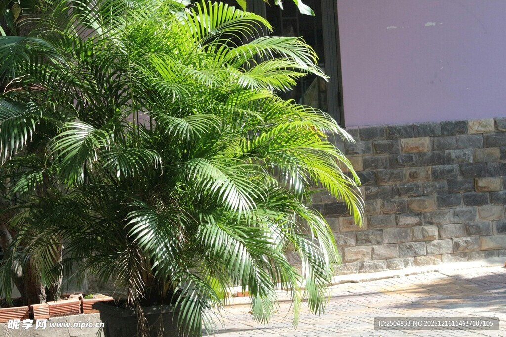 室外翠绿棕榈植物景观