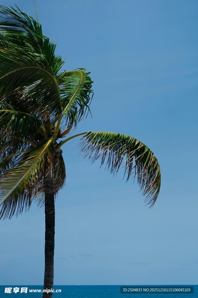 海边摇曳的棕榈树