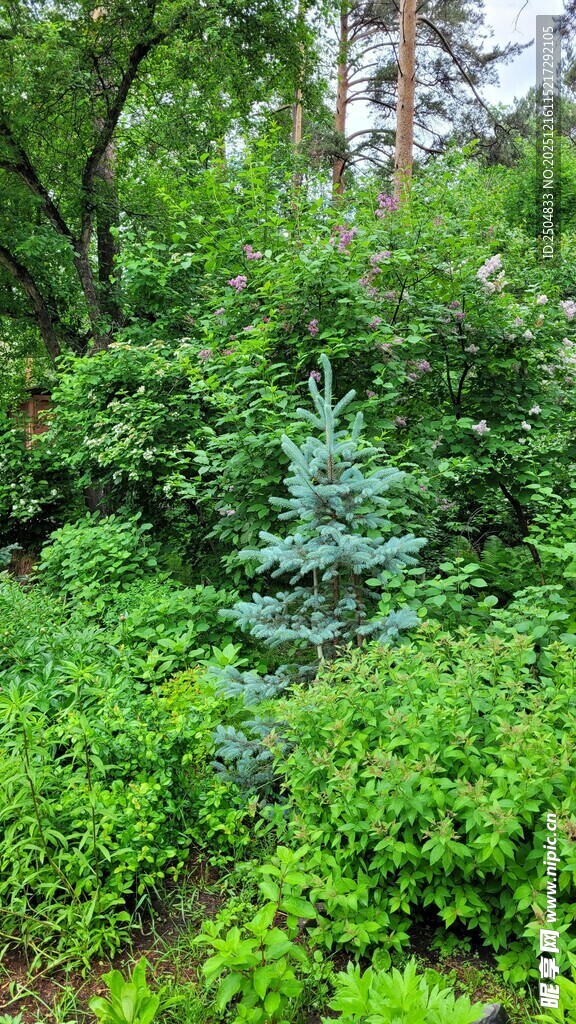 林中蓝杉 绿意盎然