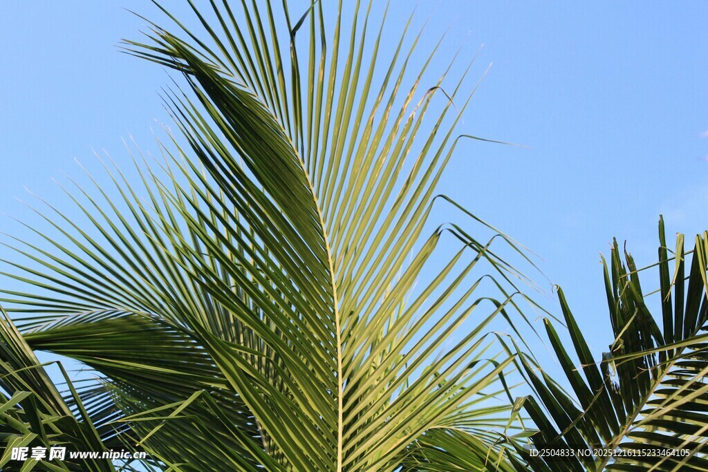 蓝天映衬下的翠绿棕榈叶
