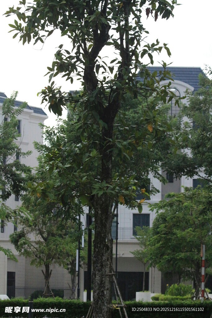 小区内绿树环绕的建筑