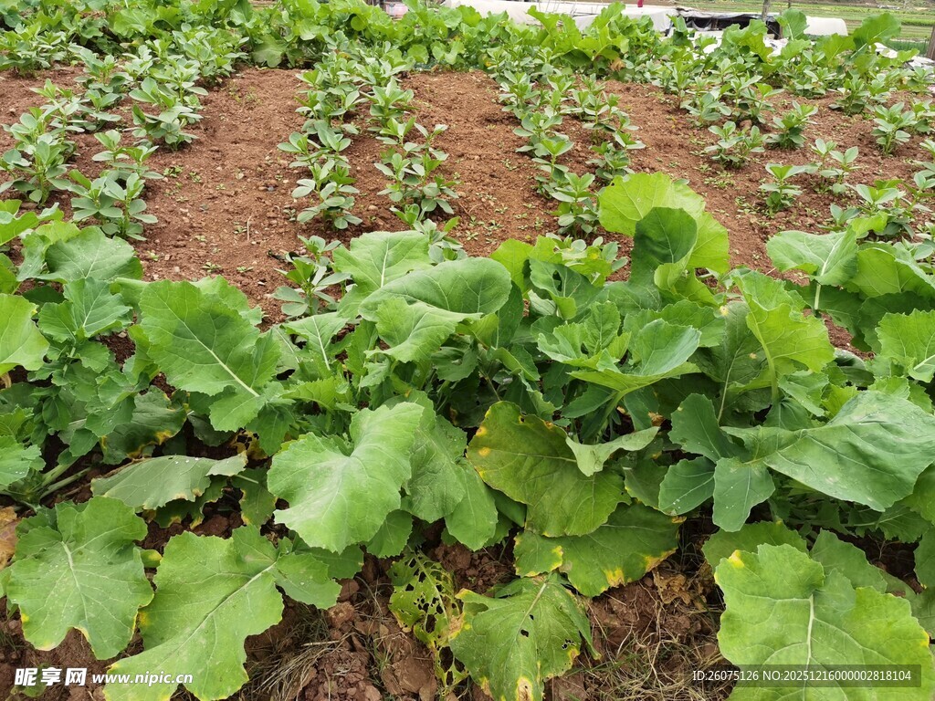 菜园里的鲜嫩蔬菜
