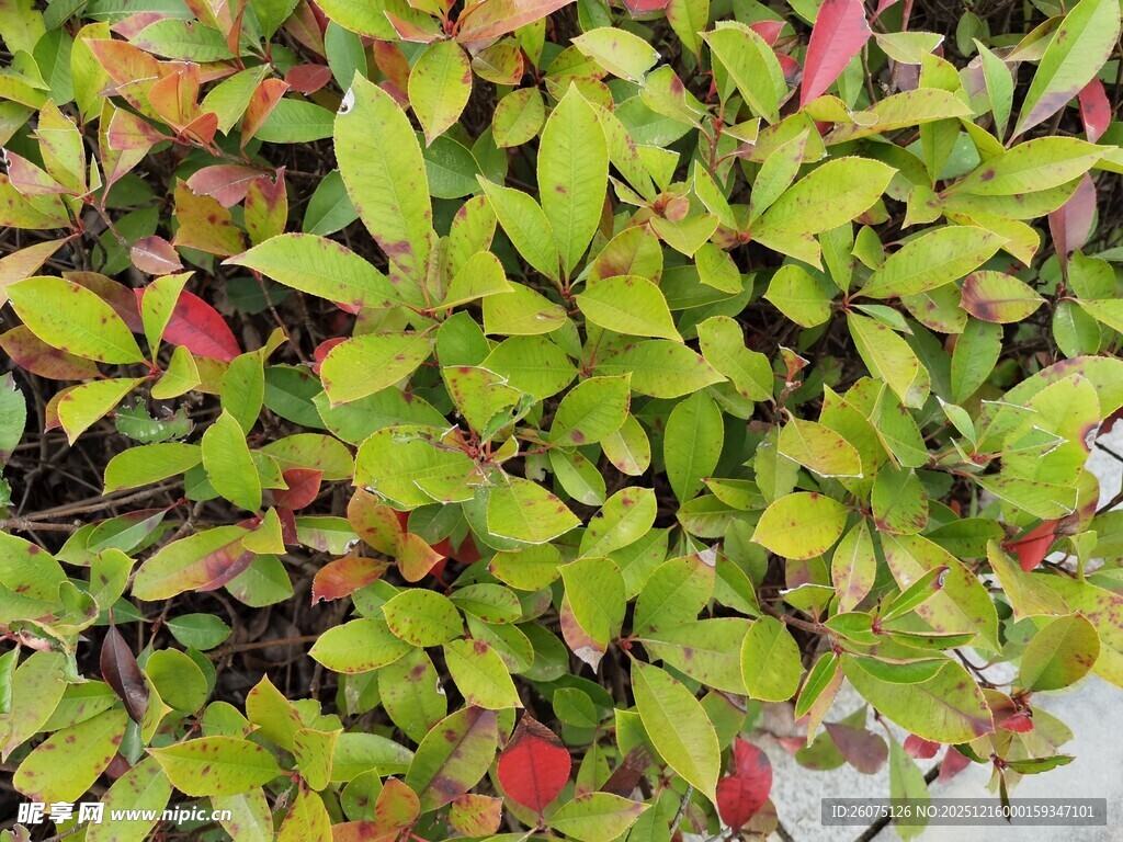 多彩叶片植物特写