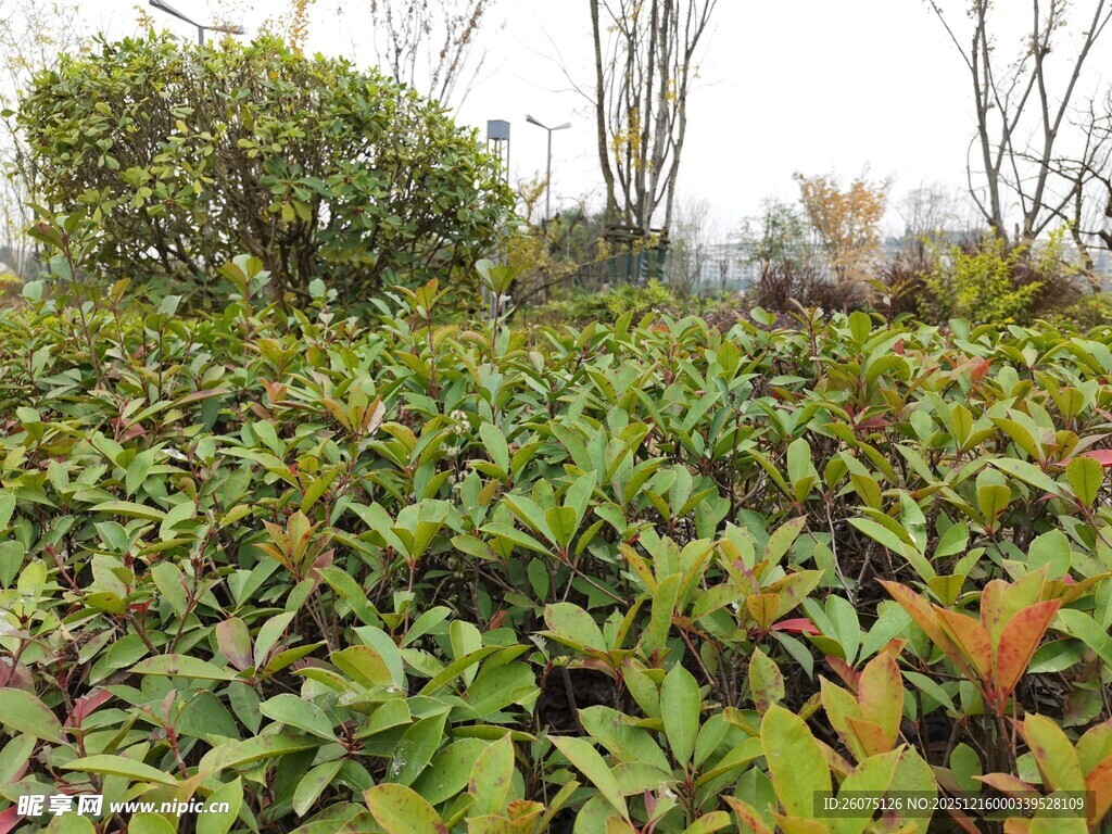 绿意盎然的植物景观