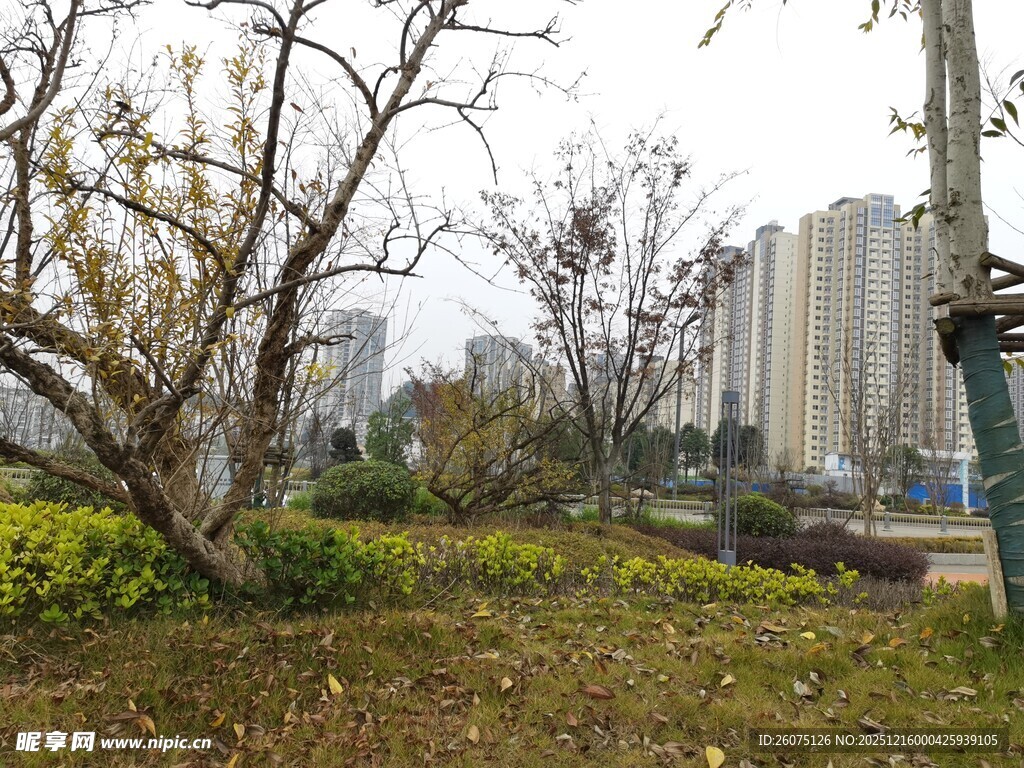 城市公园中的树木与建筑景观