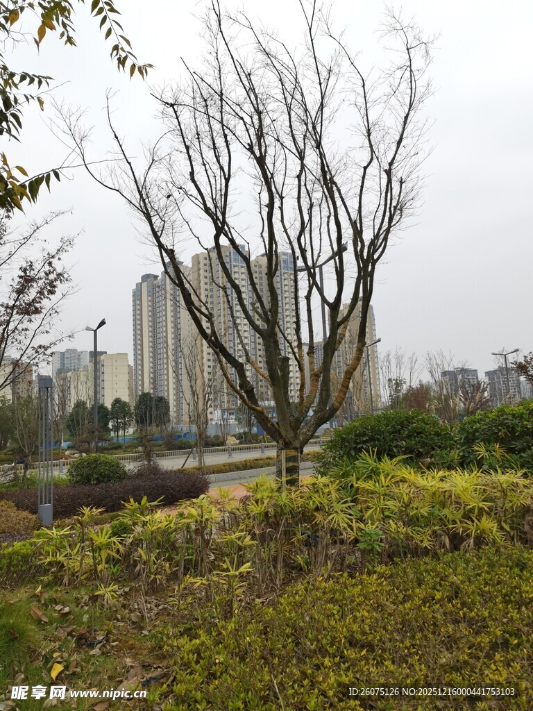 城市中的绿植与高楼景观