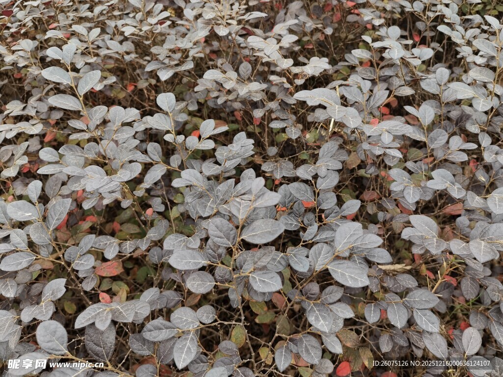 地面散落的白色花瓣