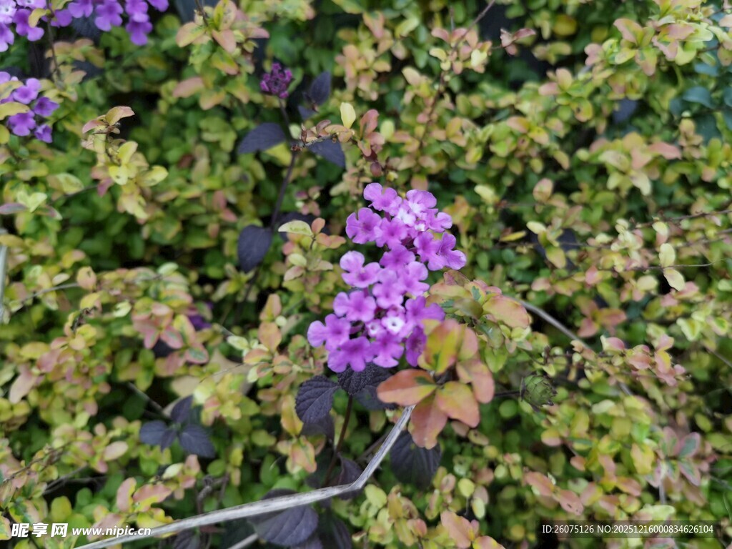 紫色花卉绽放于绿叶间