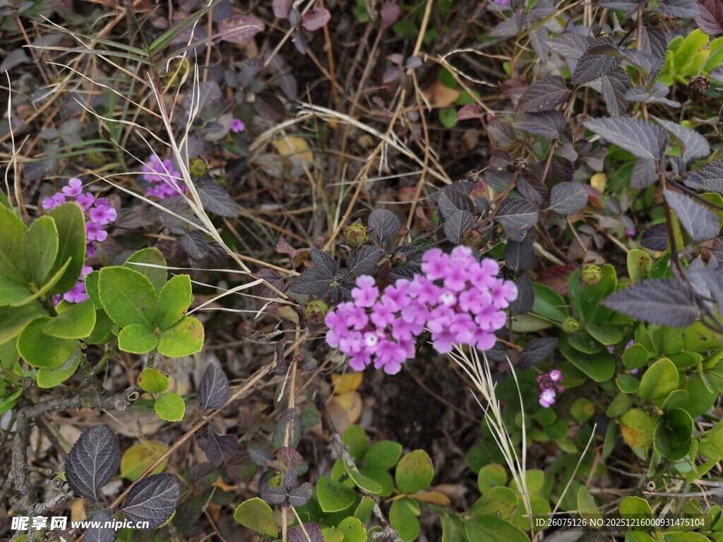 草丛中的娇艳紫色小花