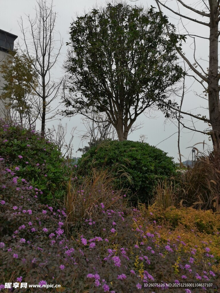 郊外花草树木景观