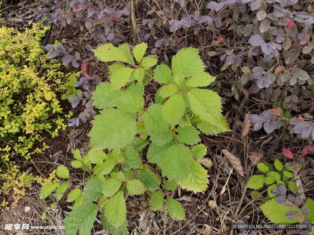 绿叶植物自然生机景象