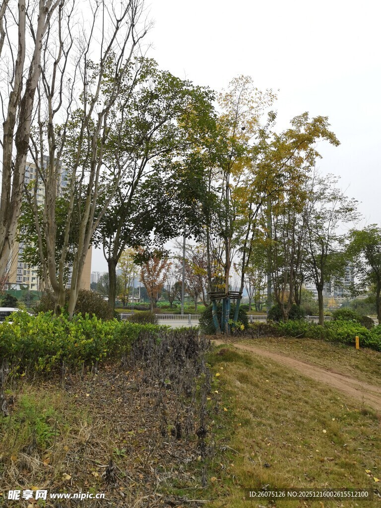 郊外林间小道自然景致