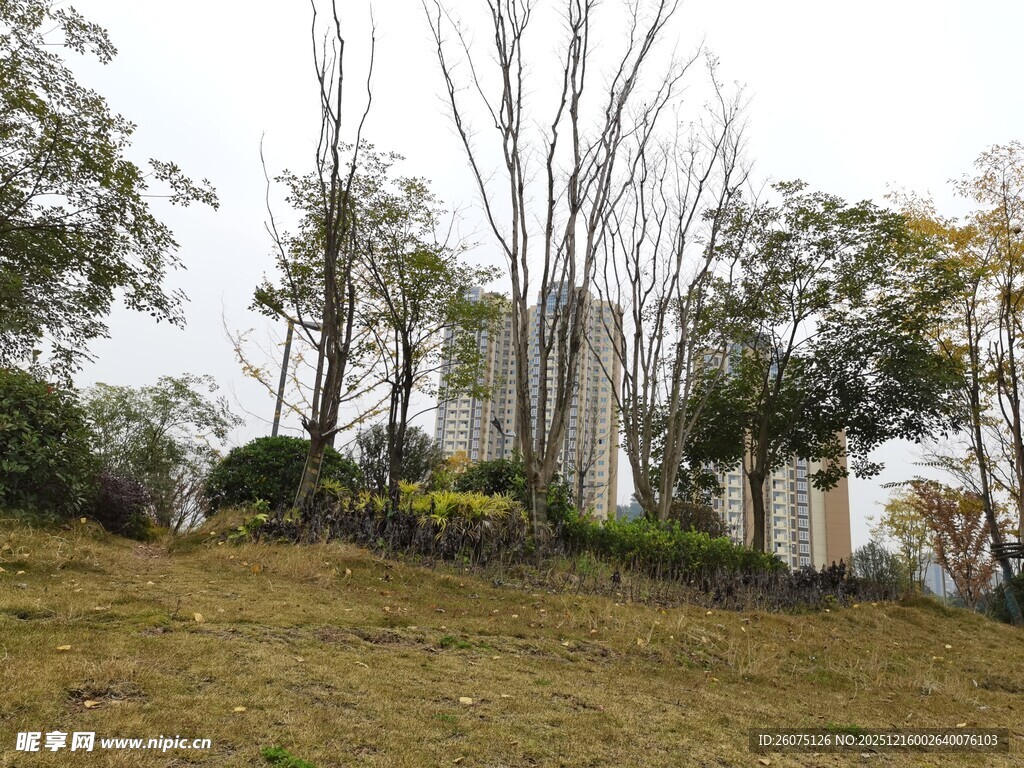 户外草地旁的树木景观