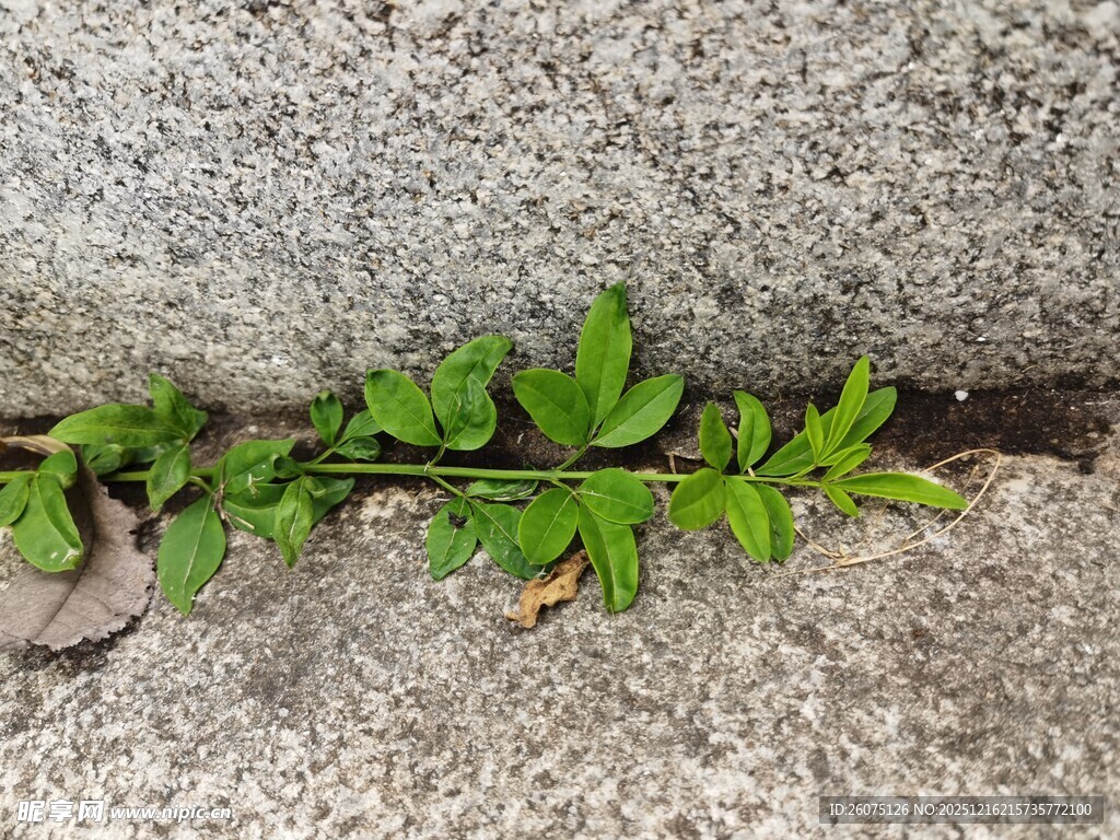 石缝中生长的翠绿植物