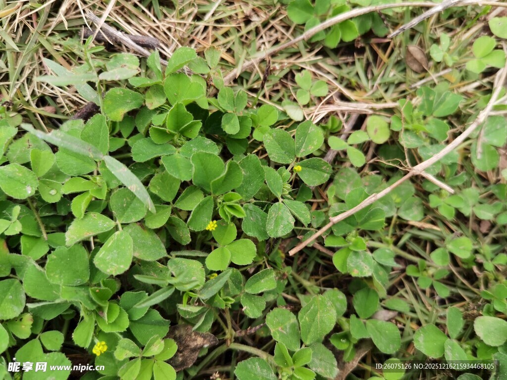 嫩绿三叶草铺满地面