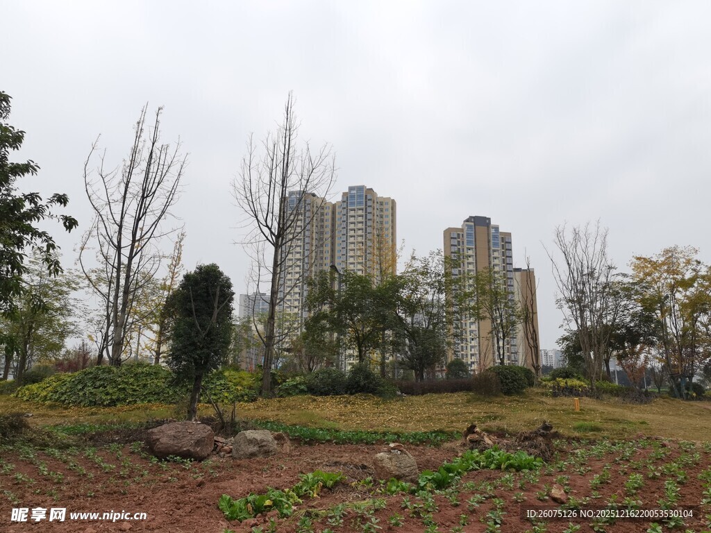 城郊绿地与高楼景观