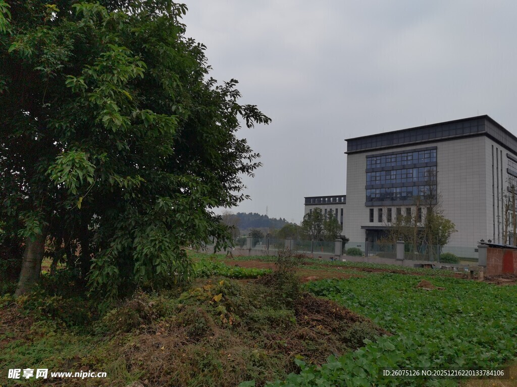 校园外的绿植与建筑景观