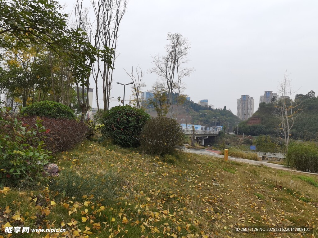 秋日公园草地与树木景致