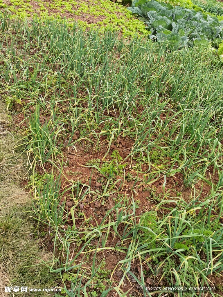 农田中的绿色作物景观