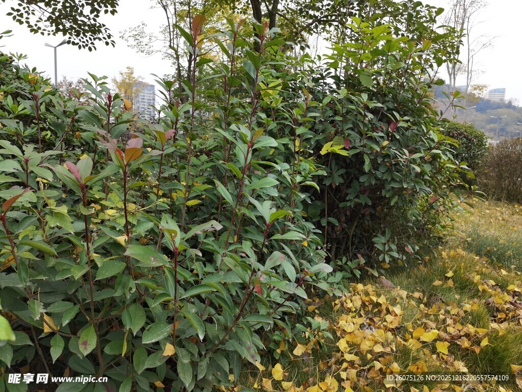 秋日落叶旁的繁茂绿植