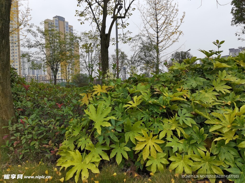 城市中繁茂的绿植景观
