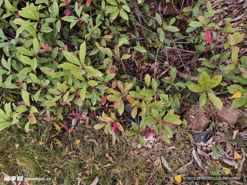 绿叶间的多彩小花