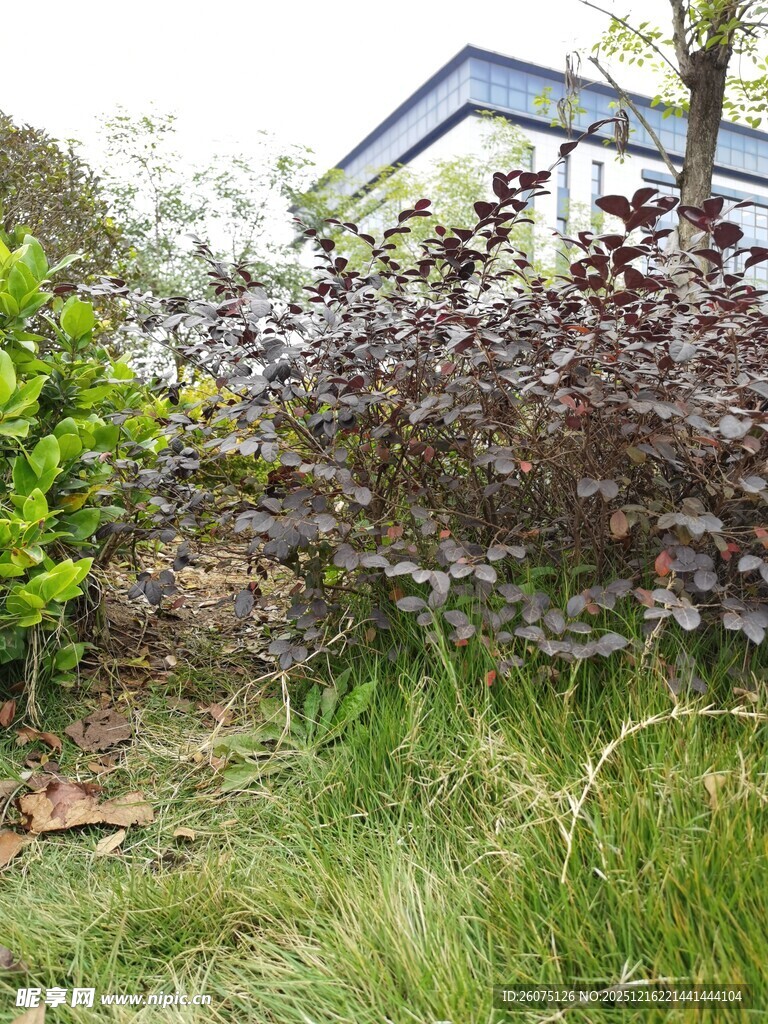 庭院绿植景观一角