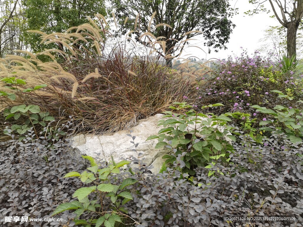 野外杂草丛生的泥泞场景