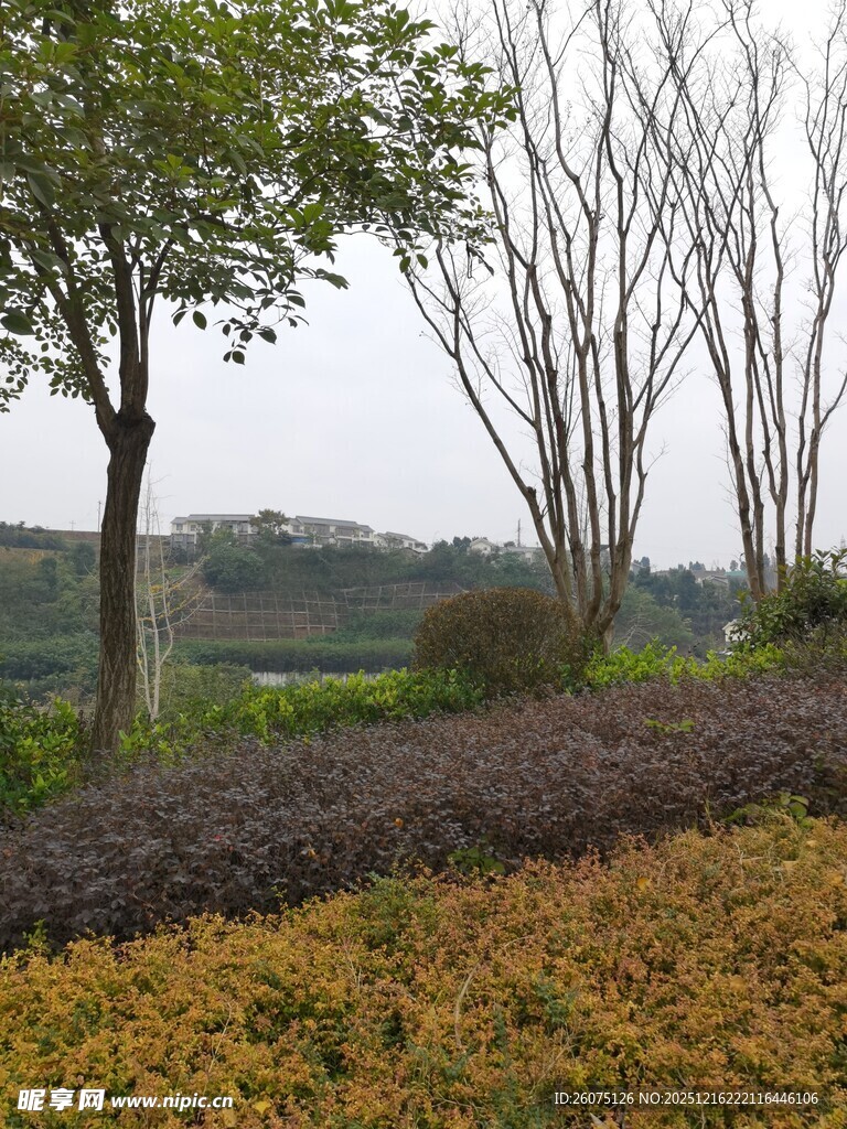 郊外秋冬交替的自然景致