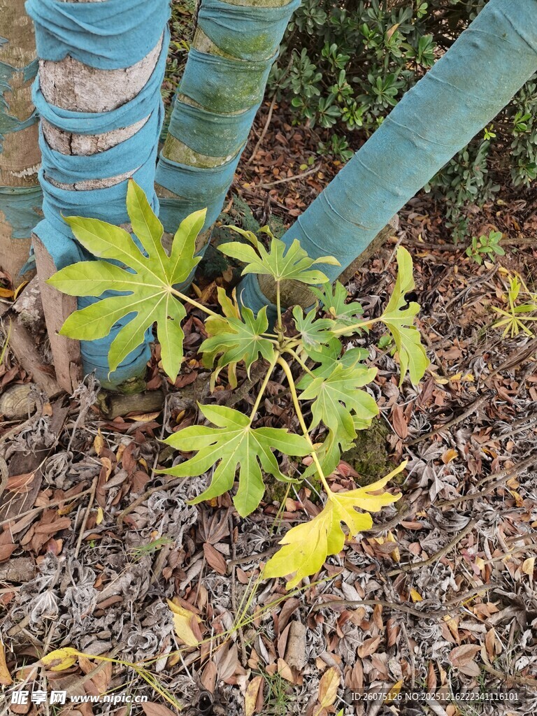 蓝杆旁的嫩绿植物