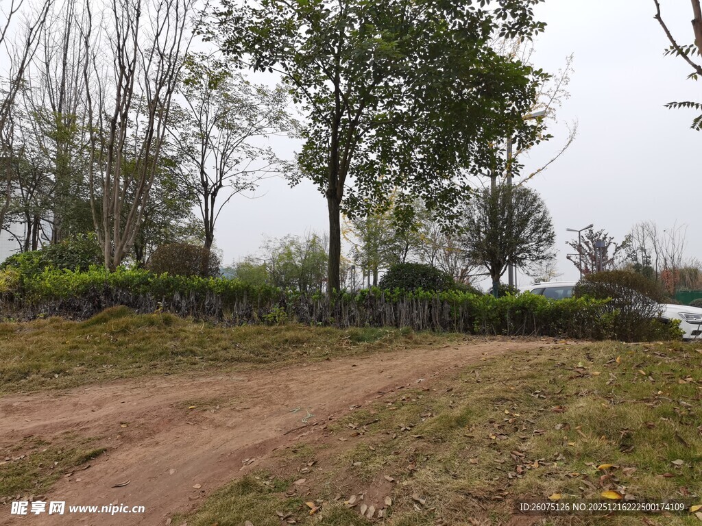 乡村土路旁的树木与绿植